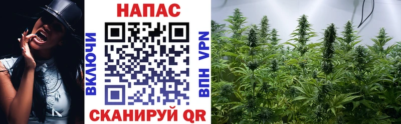 ОМГ ОМГ ссылки  Суджа  Каннабис сатива 